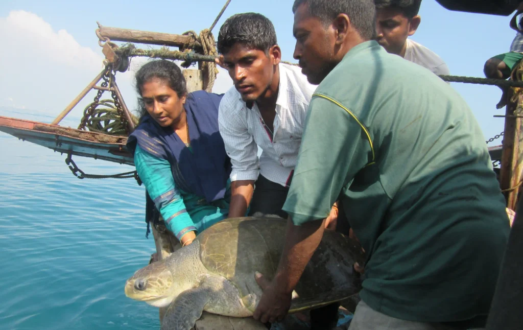 Tree Releasing Turtle From Trawl Boat Eoca Web