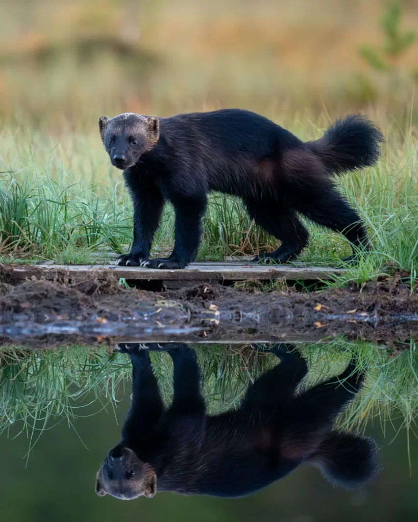 Web 454636964 820295063570