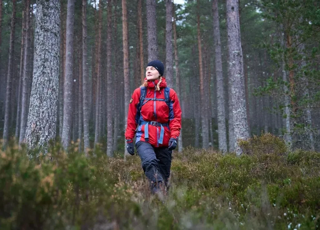 Walker in a red jacket in a pine forest